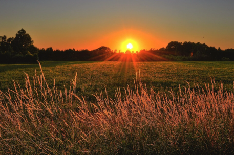 field at sunset