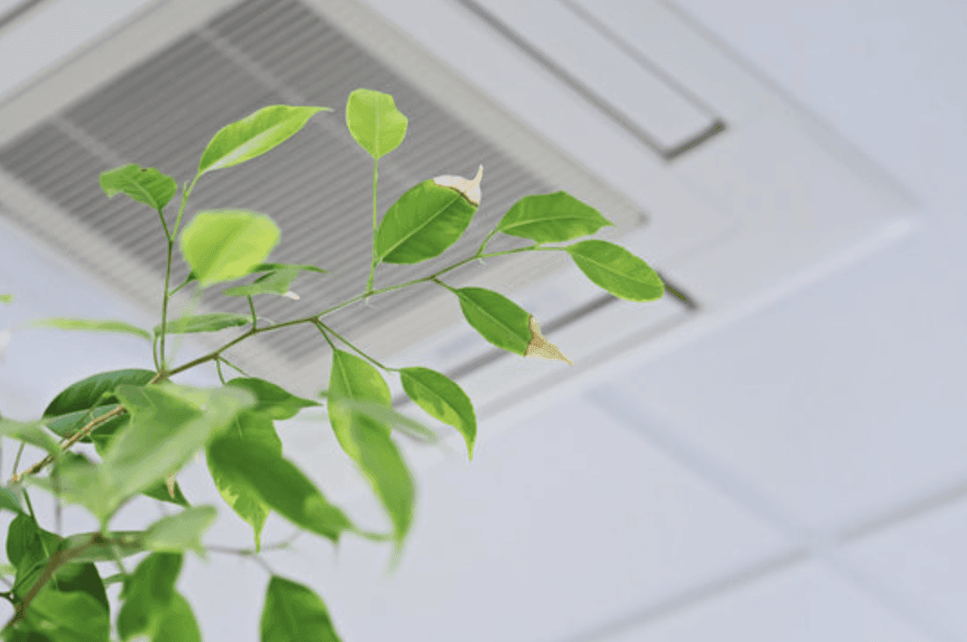 indoor plant